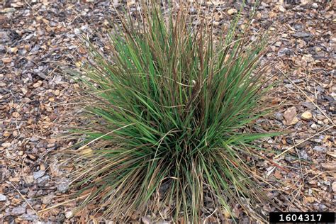 Bigtop lovegrass va ecotype 0% Chamaecrista nictitans, NC Ecotype (Sensitive Pea, NC Ecotype) 1