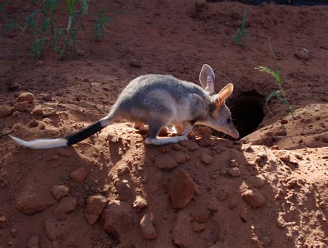 Bilby behavioural adaptations  Structural adaptations in animals: chameleons can change body-color (left)