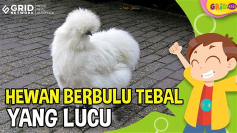 Binatangnya berbulu tebal  Tak hanya itu, menurut mereka ritual