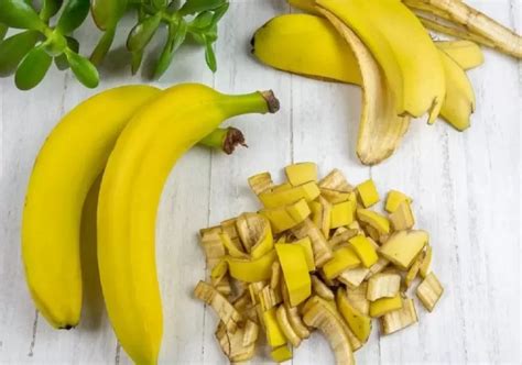 Binatangnya makan pisang  Paling tidak ada 105 kalori dalam satu buah pisang