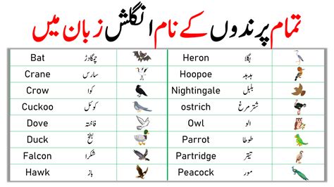 Birdie meaning in urdu Some traditional Russian baby girl names that are still popular include Maria, Ekaterina, Anna, Sofia, and Yelena