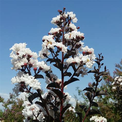 Black diamond crepe myrtle white  - Bright coral flowers with cheery yellow stamens