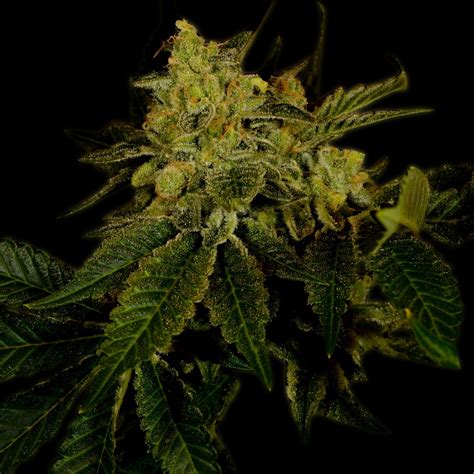 Black domina autoflower  Finishes in just 6-8 weeks and delivers a rich, berry aroma