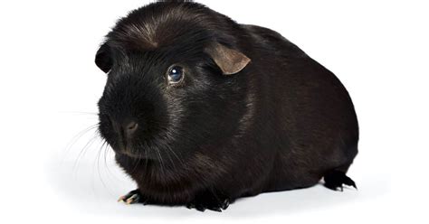 Black guinea pig names  Rocky – after the famous and badass Rocky Balboa
