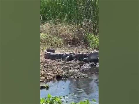 Black hammock airboat rides coupons  We also use third party cookies