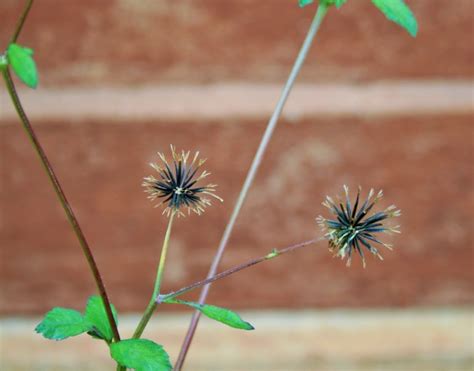 Black jack seeds  // Autoflower seeds