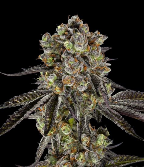 Black jack strain  This strain from Sweet Seeds is a perfect example of how Jack Herer’s genetics can be dominant and why most of its crosses are sativa dominant