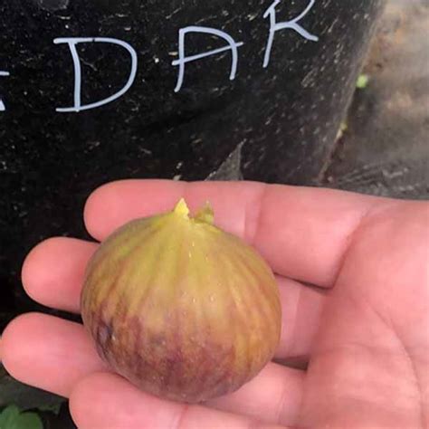 Black zadar fig …Sorry for the late release I picked this fig in early November