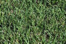 Blackjack bermuda grass seed  Applying 3 to 5 pounds of nitrogen per 1000 square feet per growing season is adequate