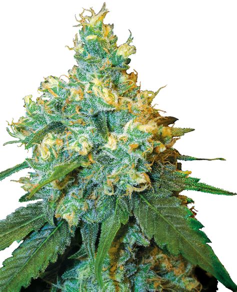 Blackjack feminized seeds  It’s one of the most prized sativa strains on the market