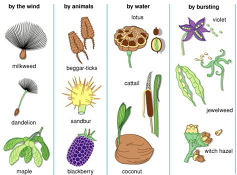 Blackjack seed dispersal  2010; Vellend 2010; Kroiss and Hillerslambers 2015)