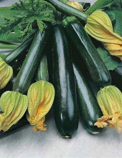 Blackjack zucchini seeds  Best for: Use as an individual serving bowl – especially suited for stuffing or roasting