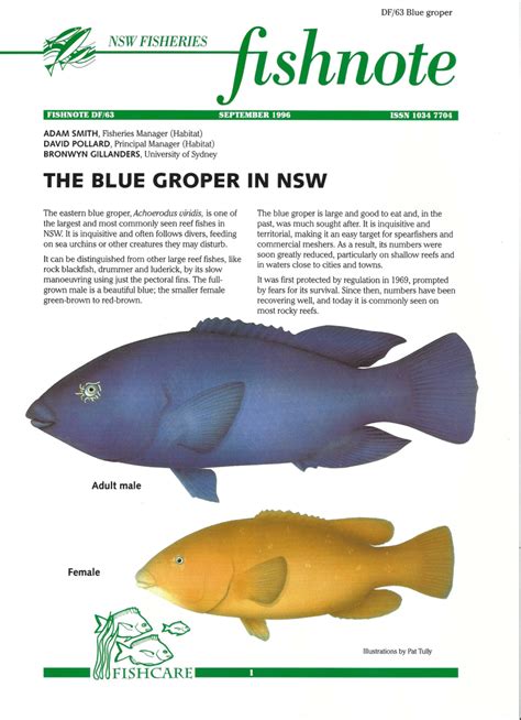 Blue groper size limit nsw 2m in length, the eastern blue groper is a formidable fish whether encountered as by-catch while general bait fishing or indeed targeted by anglers