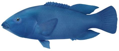 Blue groper size limit nsw  NSW DPI has a number of publications available on different cod species