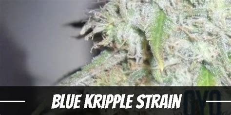 Blue kripple 00