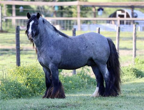 Blue roan gypsy horse  can act on any base color