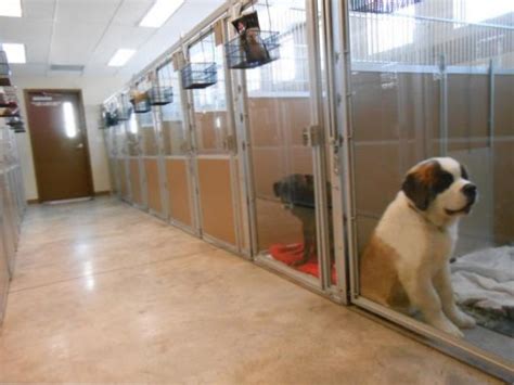 Boarding kennels near me ) indoor/outdoor runs in three separate heated and air-conditioned kennel buildings