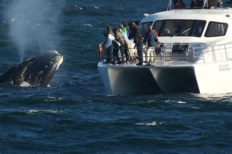 2024 Boat Based Whale Watching from Hermanus