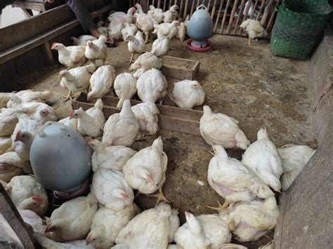 Bobot ayam kub per minggu Dalam setahun ayam KUB bisa memproduksi telur sekitar 160 - 180 butir per ekor