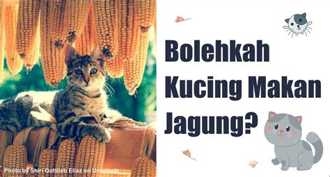 Bolehkah kucing makan cicak Namun jika kucingmu baru pertama kali memangsa cicak bisa saja si kucing memuntahkan cicak tersebut