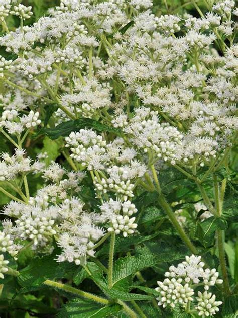 Boneset pa ecotype  PA Ecotype Boneset, PA Ecotype 192