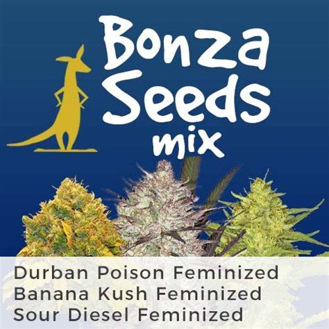 Bonza seeds  Freedom of Seeds Cheesedom Feminized Cannabis Seeds | Pot Seeds