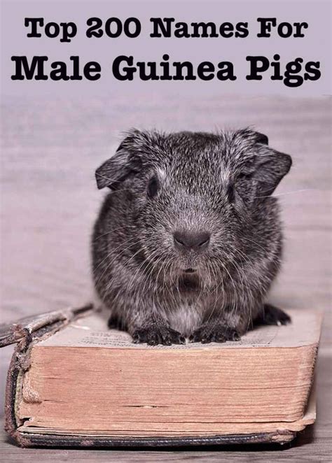 Boy guinea pig names  Panther – for a guinea pig with green eyes