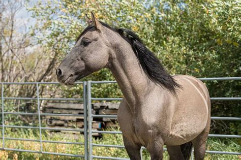 Brackenhollow stables  Redmond, WA (7 mi) Joanna Fowler has been teaching in Redmond, Wa for 30 years