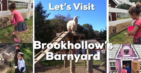 Brookhollow's barnyard photos  Lots of animals to visit, tractor rides, train