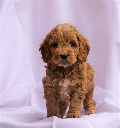 Brown cockapoo for sale  Mixed