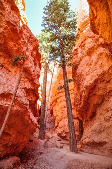 Bryce cany Bryce Canyon National Park is located in Southern Utah and is known for its distinctive red rock formations