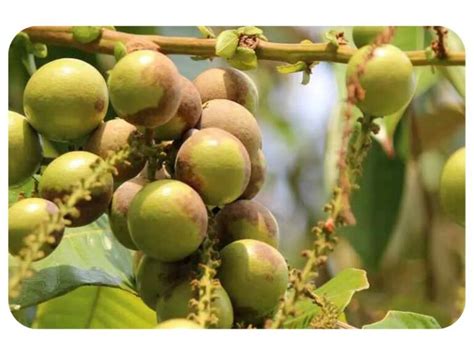 Buah matoa di malaysia  Beli Buah Matoa Terbaik