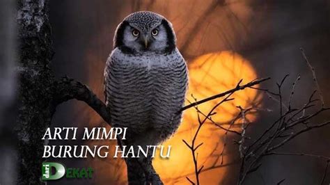 Buku mimpi burung hantu Nah kami sudah menyiapkan data yang cukup akurat untuk Anda baca, yang memang mengulas tentang makna / arti atau tafsir mimpi yang diambil