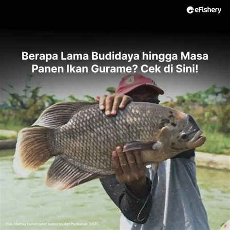 Buku mimpi ikan gurame  Makna dari kejadian mimpi tentang jaring ikan ini memiliki beragam makna, semua tergantung dengan pola dan jenis ikan yang ada di dalam mimpi anda di dalam tidur