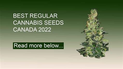 Bulk cannabis seeds canada 00 $60