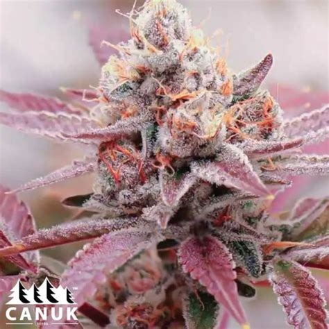 Bulk feminized seeds  Unleash the full potential of your cannabis garden with the unparalleled benefits of feminised seeds