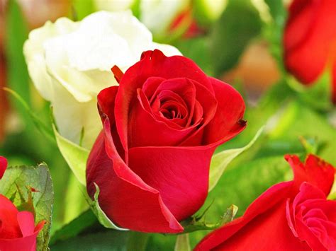 Bunga mawar 2d  Bisa COD Promo Diskon Cashback Menarik Gratis Ongkir Cicilan 0%