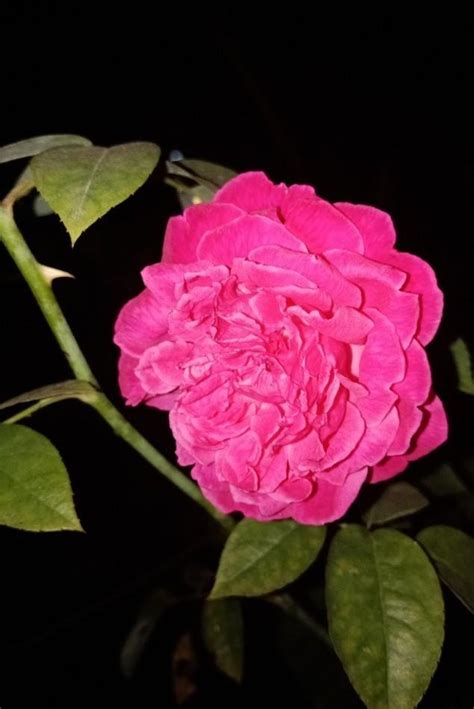 Bunga mawar malam undawn Harga Tanaman Bunga Mawar Terbaru Desember 2023 - Beli Tanaman Bunga Mawar di Blibli! Promo & Diskon Murah ⚡100% Original 15 Hari Retur ⌛ Pengiriman Cepat Free OngkirJakarta Selatan NAURAFLORIST