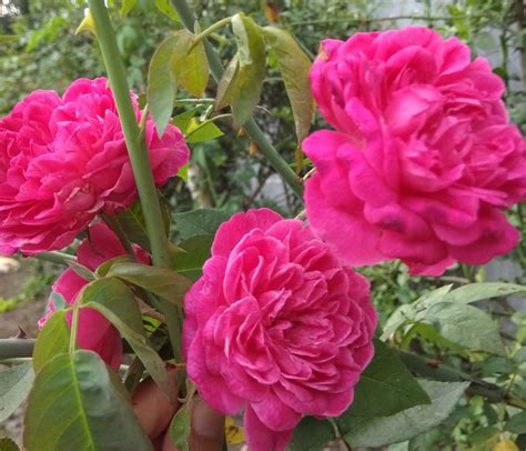 Bunga taman hatiku tien kumalasari 15  SEPENGGAL KISAH; Blog Archive