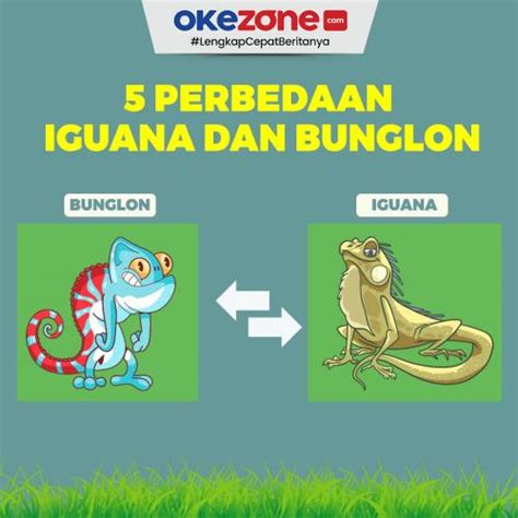 Bunglon iguana 2d togel Kode Syair Togel Pasaran Cambodia