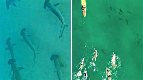 Burleigh heads hammerhead sharks  These distinctive heads serve multiple purposes, including granting the sharks 360-degree vision as well as better hunting abilities