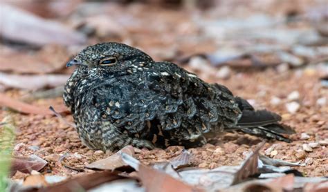 Burung cuit di atas rumah GridFame