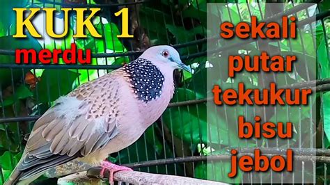 Burung derkuku 2d  Bentuk Kepala Jika Dilihat Dari Samping