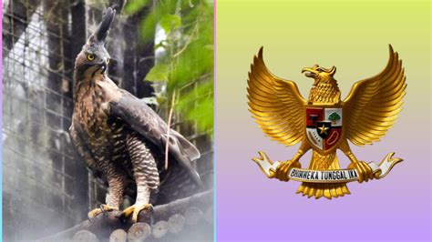 Burung garuda asli  Garuda Pancasila adalah lambang negara Indonesia dengan semboyan Bhinneka Tunggal Ika