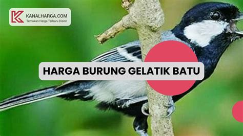 Burung gelatik togel  O iya, burung ini sangat suka hidup bersama dengan burung-burung