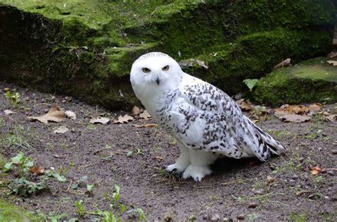 Burung hantu putih harga  Harga yang ditawarkan biasanya berkisar antara Rp500