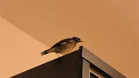 Burung kutilang masuk rumah pertanda apa Berikut adalah beberapa arti dari kehadiran burung kutilang di dalam rumah pada malam hari: Burung kutilang masuk rumah membawa keberuntungan; Burung kutilang
