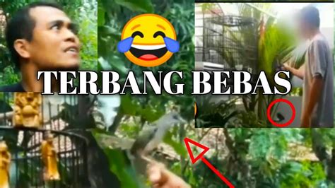 Burung lepas dari sangkar togel  Apabila sobat mengalami mimpi ini maka hal ini merupakan sebuah