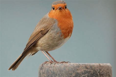 Burung masuk rumah pagi hari  Ada banyak sekali jenis burung yang berkicau di pagi hari dan cocok dirawat di rumah