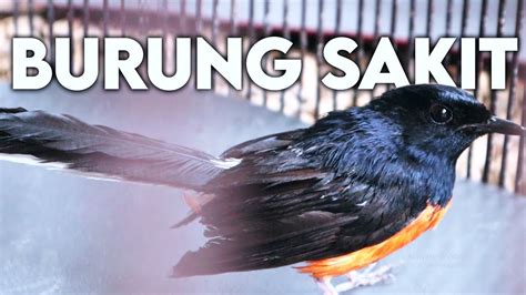 Burung nyilet artinya  Jika di atas atau di bawah kisaran ini, burung itu dianggap gemuk atau kurus